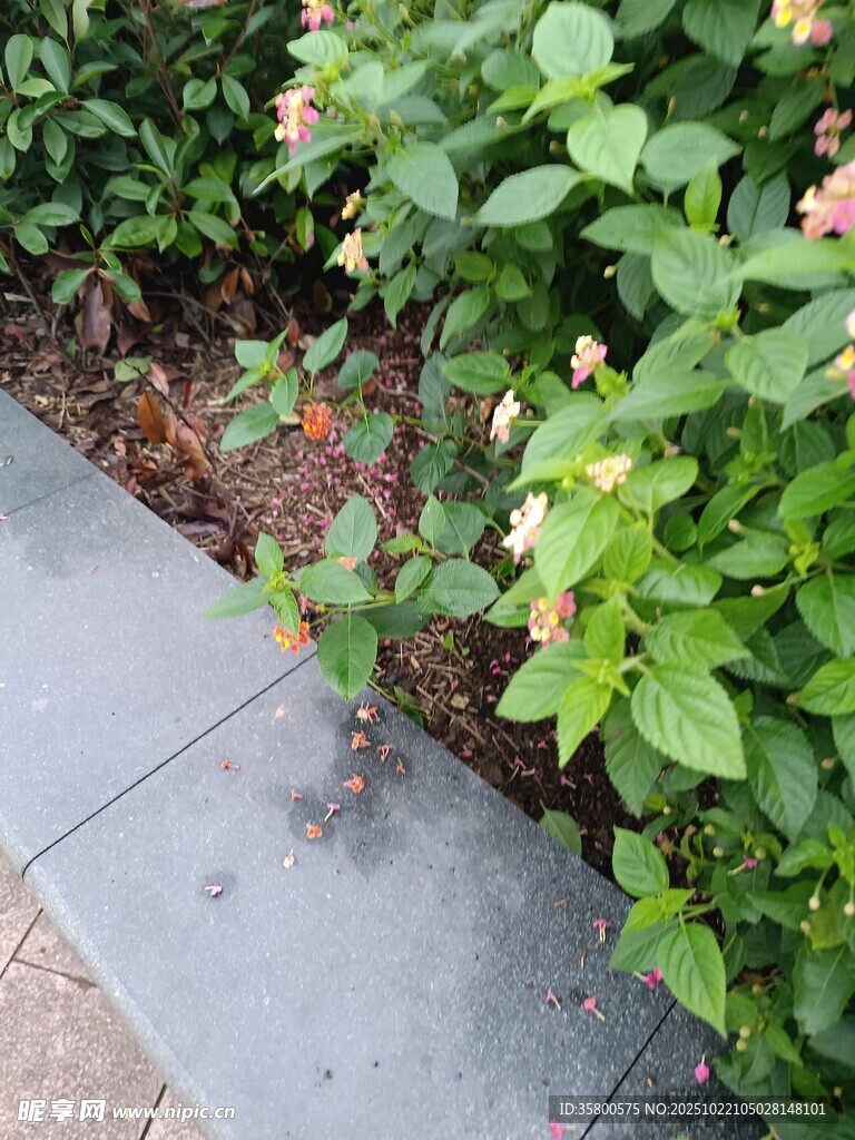 路边绽放的多彩花卉
