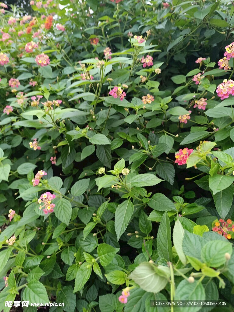 绿叶间绽放的多彩花朵
