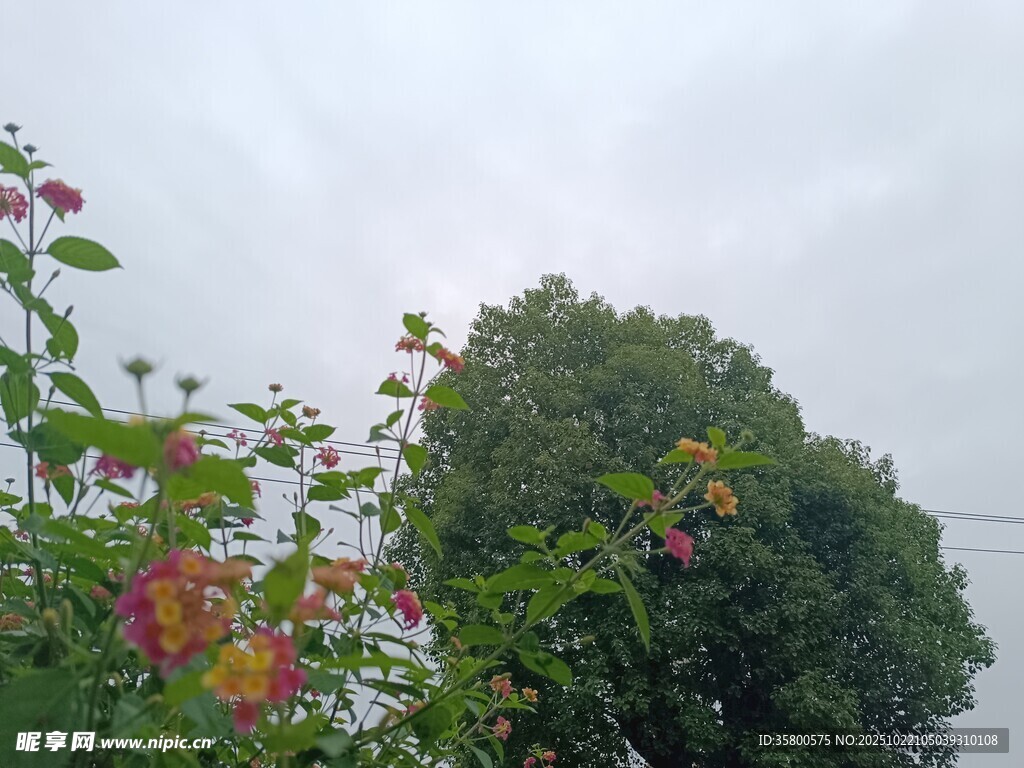 雨中多彩植物景观