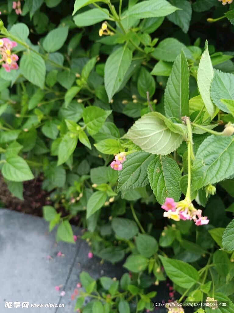 绿叶丛中的粉嫩小花