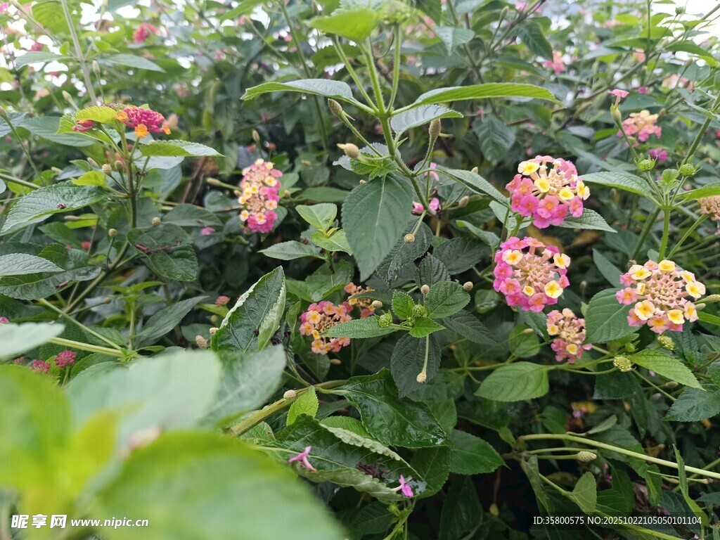 多彩绣球花绽放于绿叶间