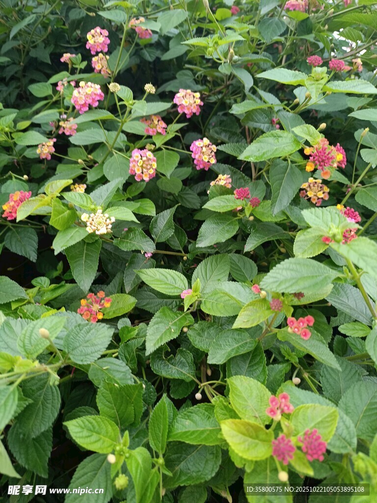 绿叶间绽放的粉色小花