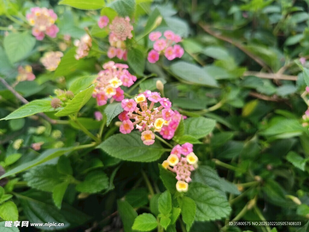 多彩马缨丹绽放绿意间