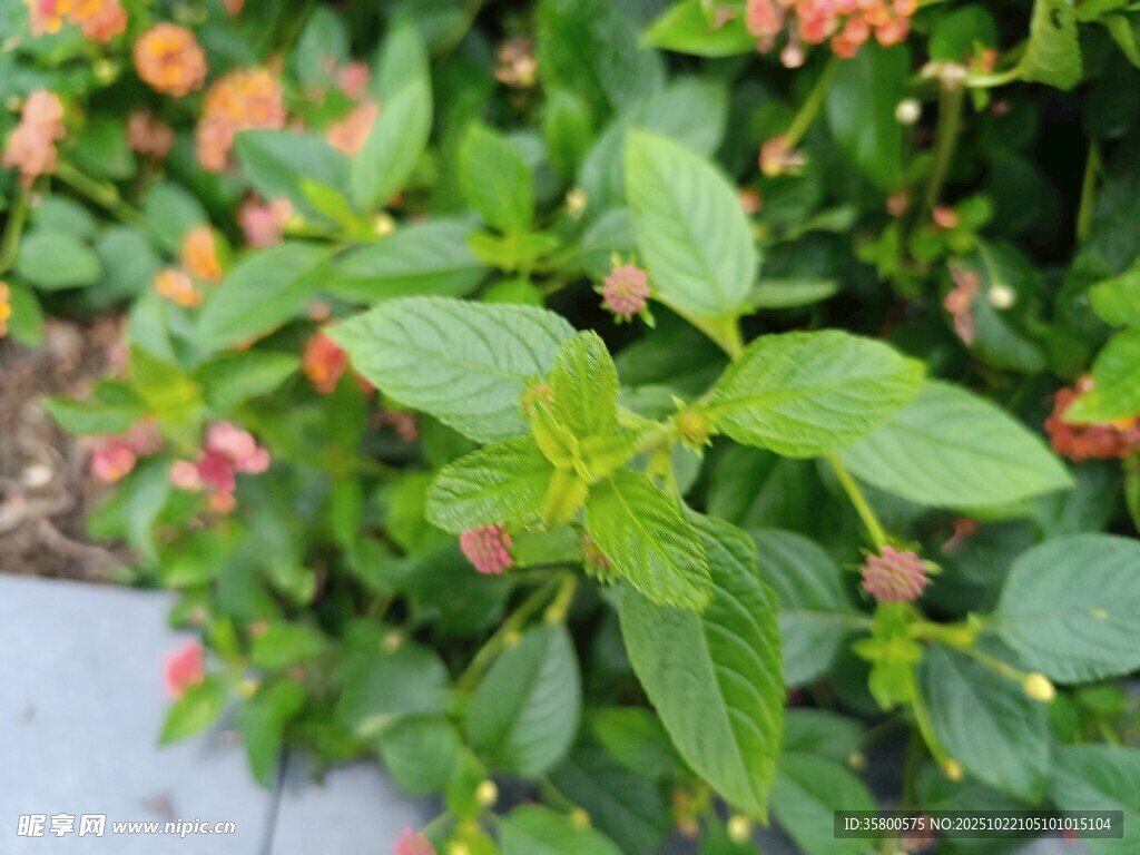 绿叶间的多彩小花