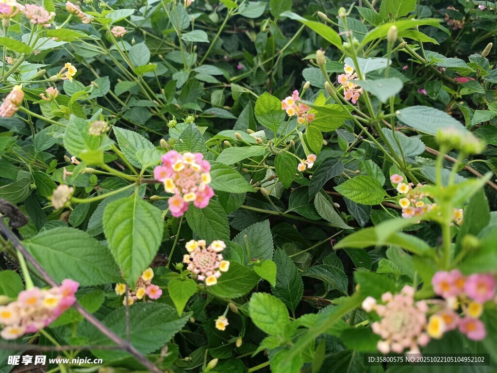 多彩锦带花绽放