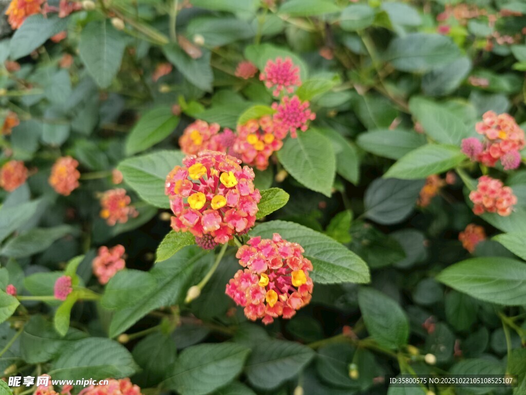 多彩马缨丹绽放绿叶间