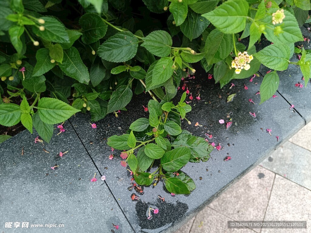 路边生长的翠绿植物
