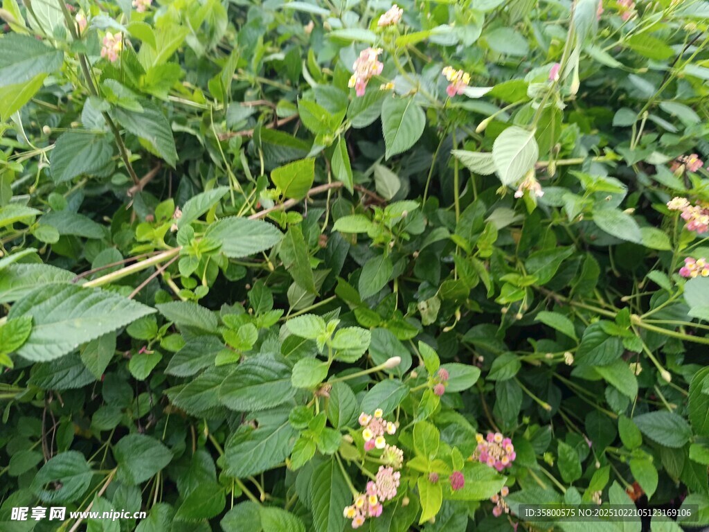 繁茂的绿色植物与小花