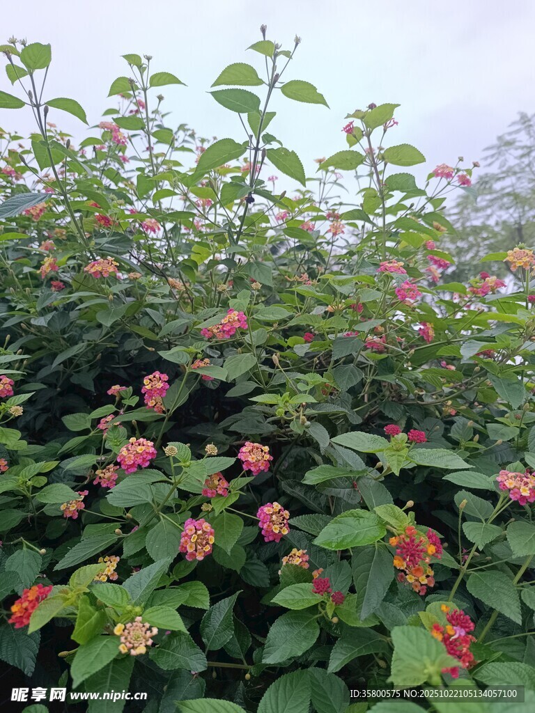 绿叶间绽放的娇艳花朵