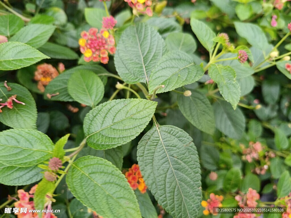 绿叶间的橙红小花