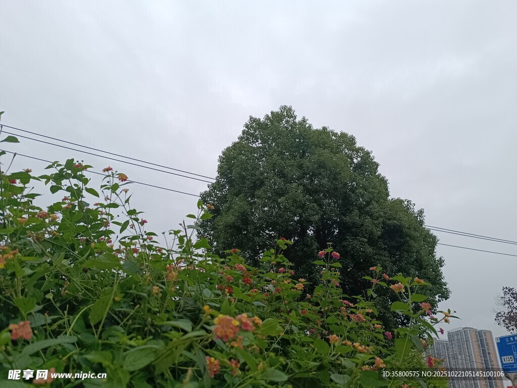 户外绿植与高大树木景观