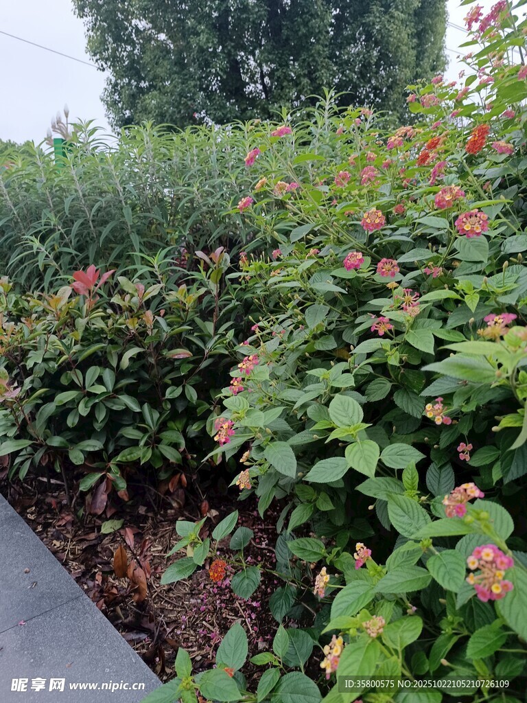 绿叶繁花的路边植物景观