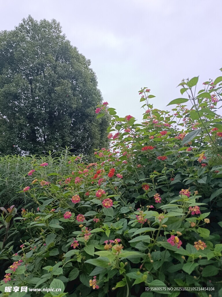 繁茂绿植中的红色花卉