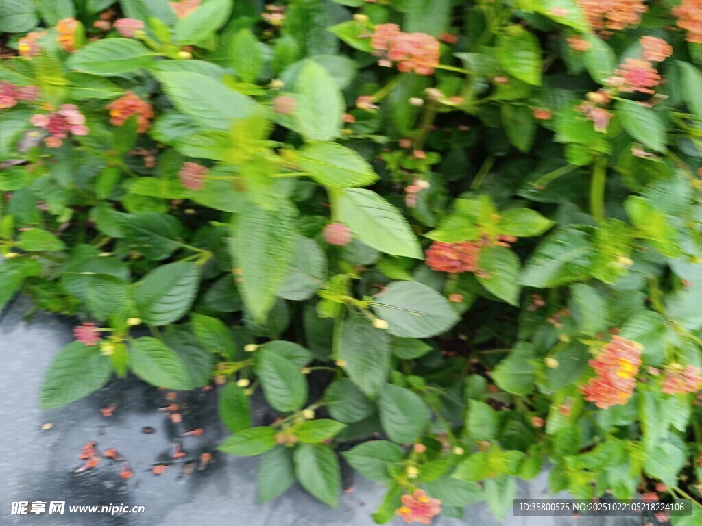绿叶间的粉色小花