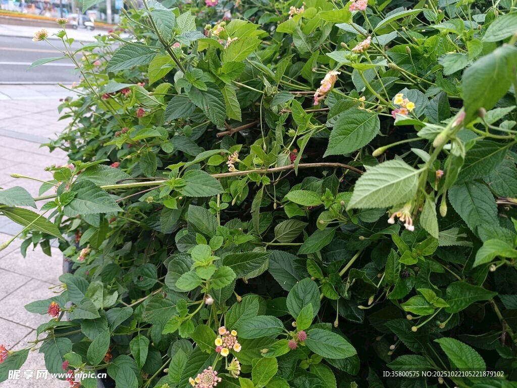 绿叶丛中的小白花