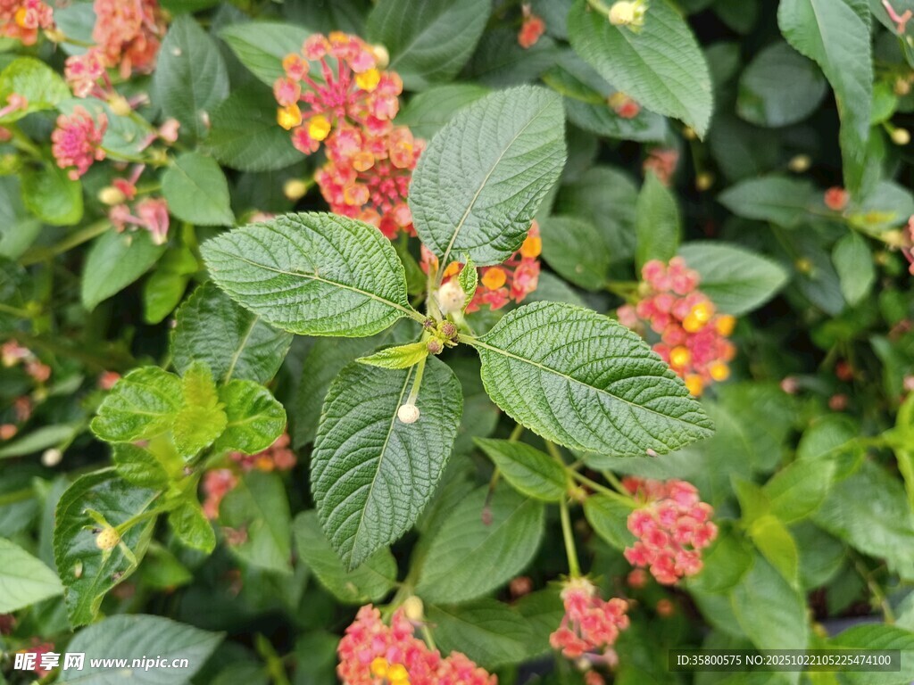 鲜艳马缨丹绽放绿叶间