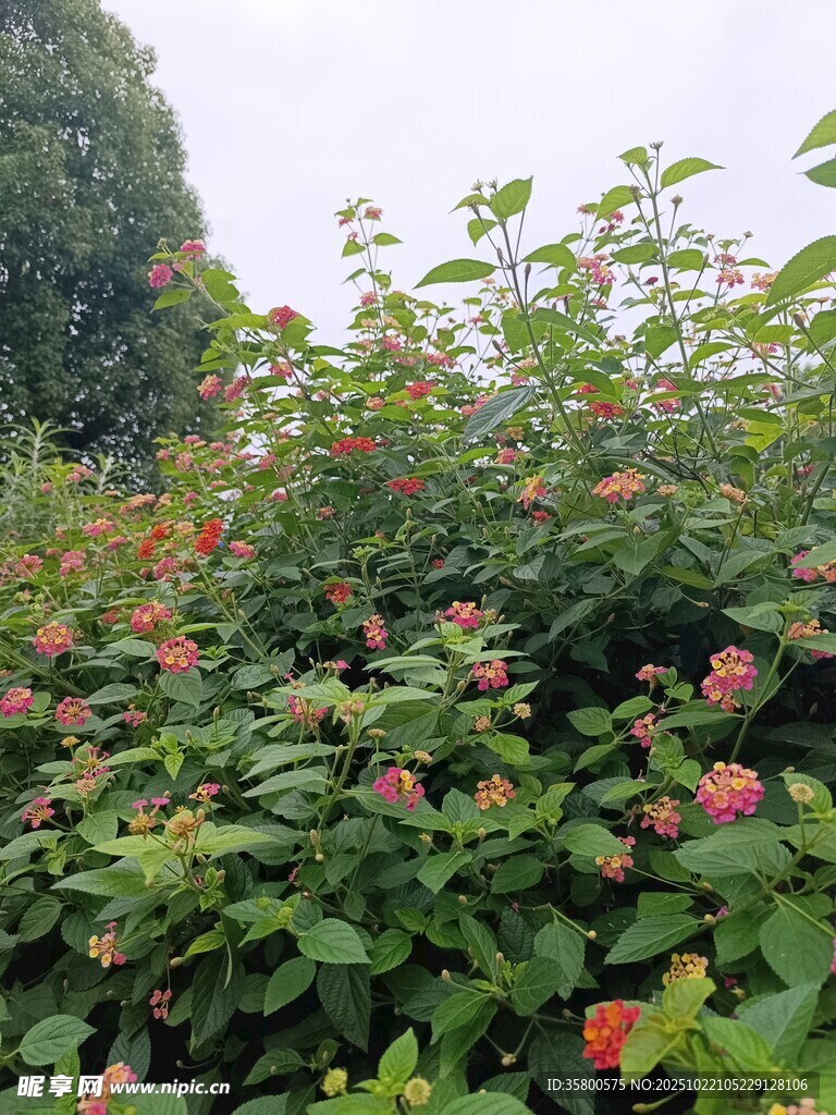 繁花绿叶的植物景观
