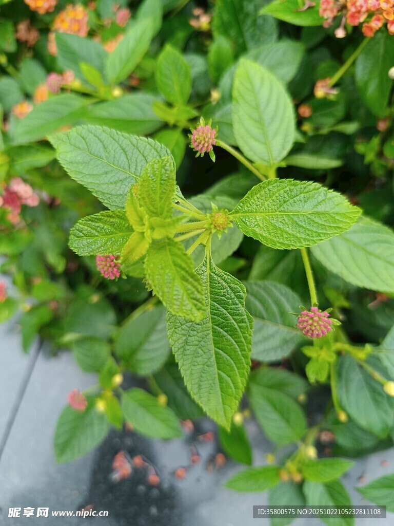 翠绿植物生机盎然