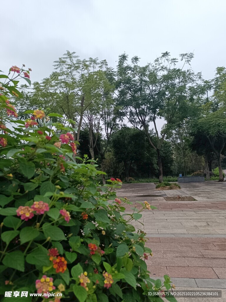 路边繁花绿树景致