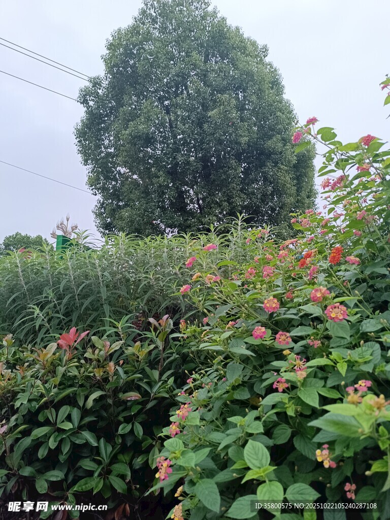 繁茂绿植 