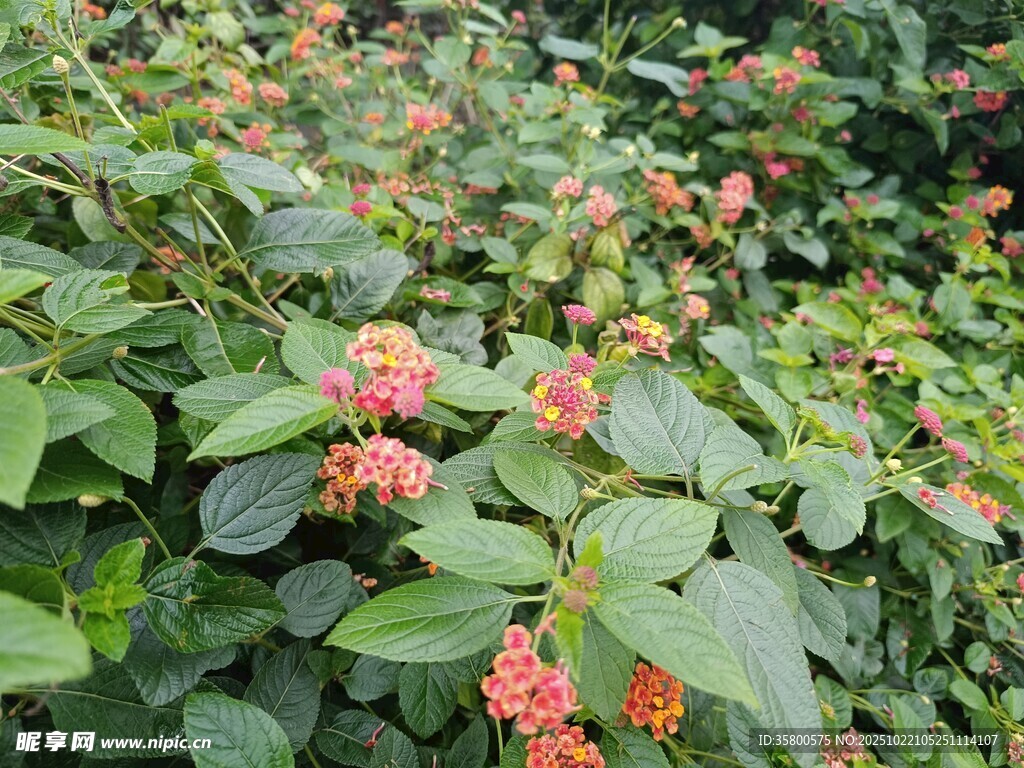 绿叶间的橙红小花