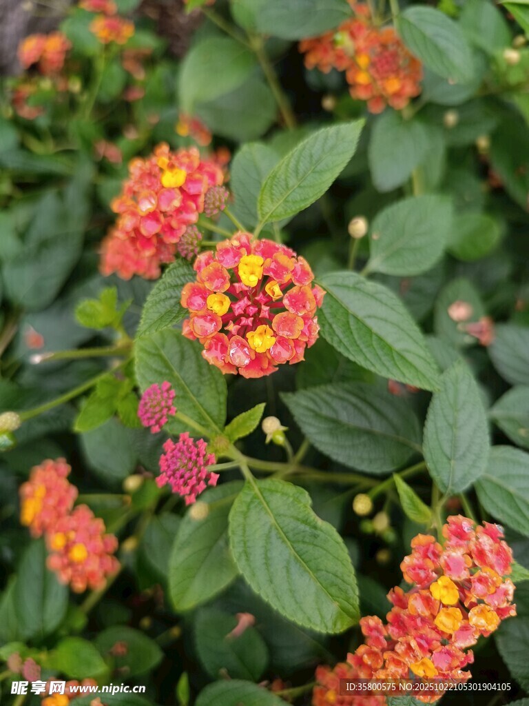 多彩马缨丹绽放