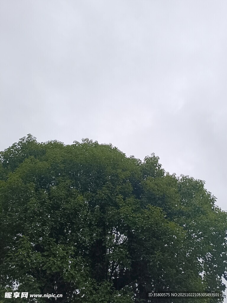 茂密树冠 