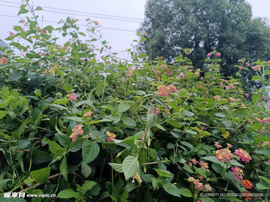 绿叶间绽放的粉色小花