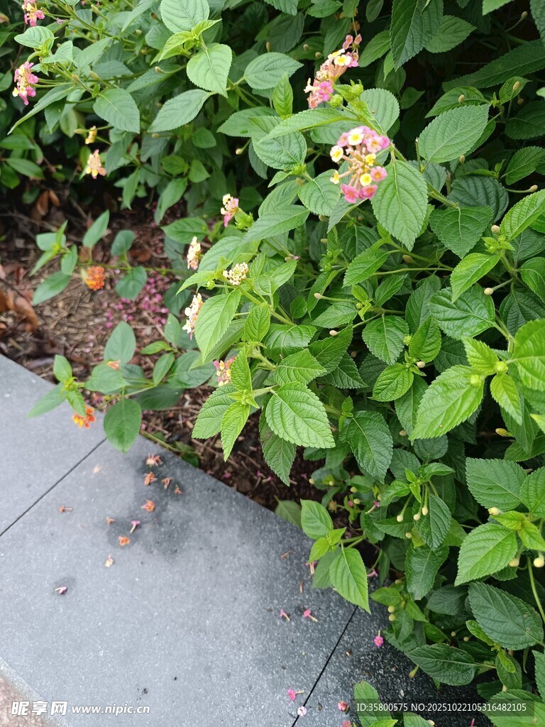 路边绿植与绽放小花