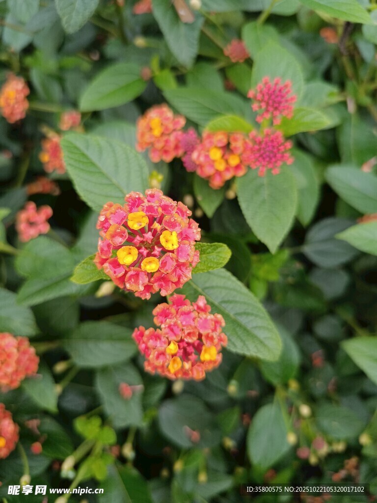 多彩马缨丹绽放绿叶间