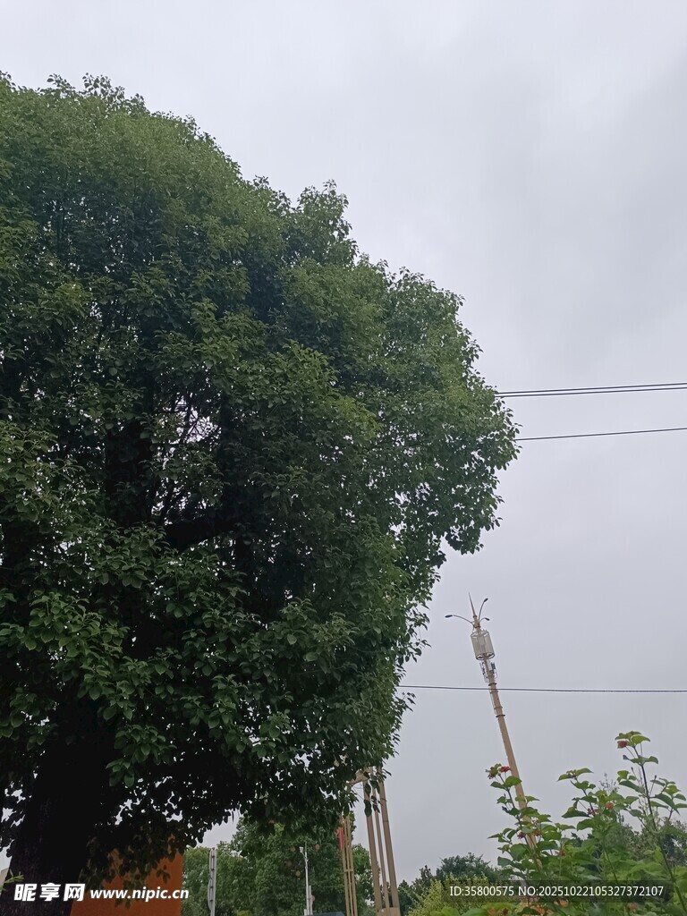 茂盛大树 