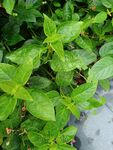 翠绿叶片植物特写