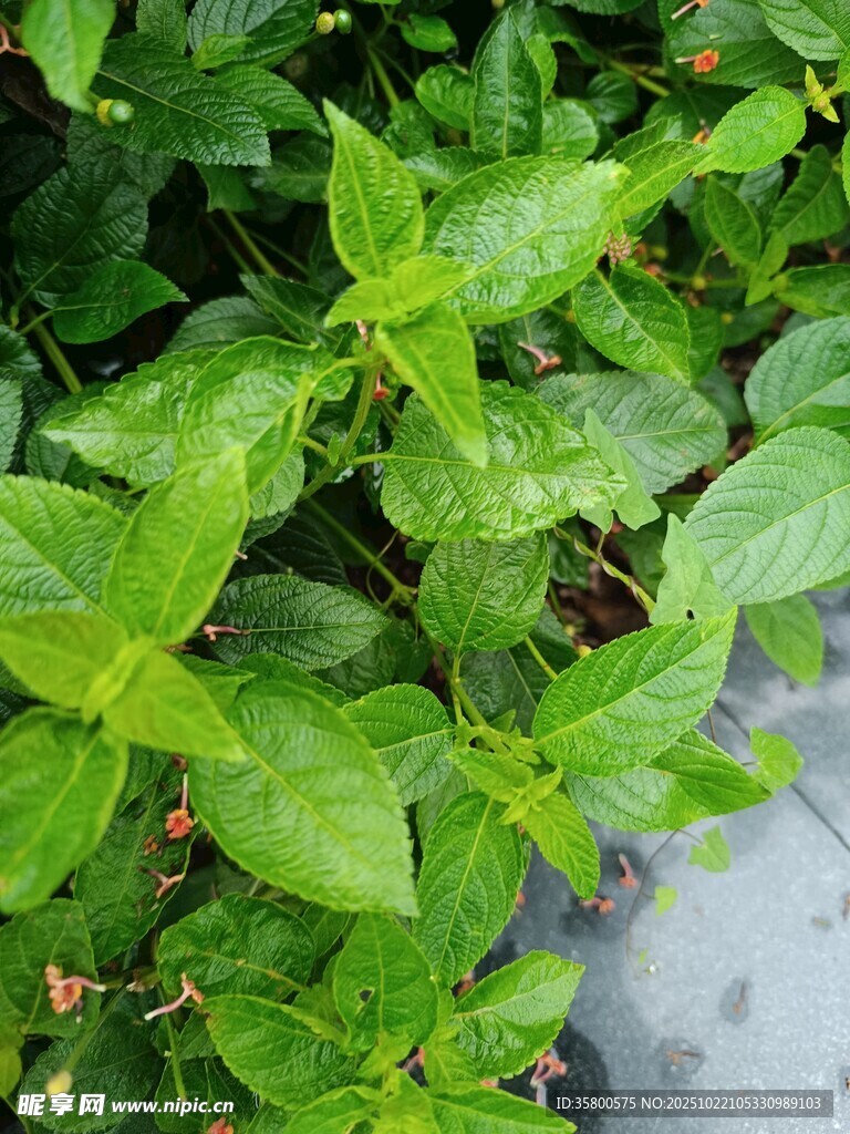 翠绿叶片植物特写