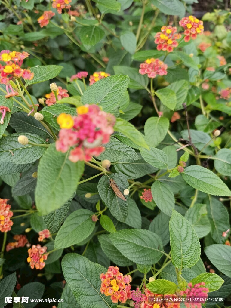 多彩马缨丹花卉特写