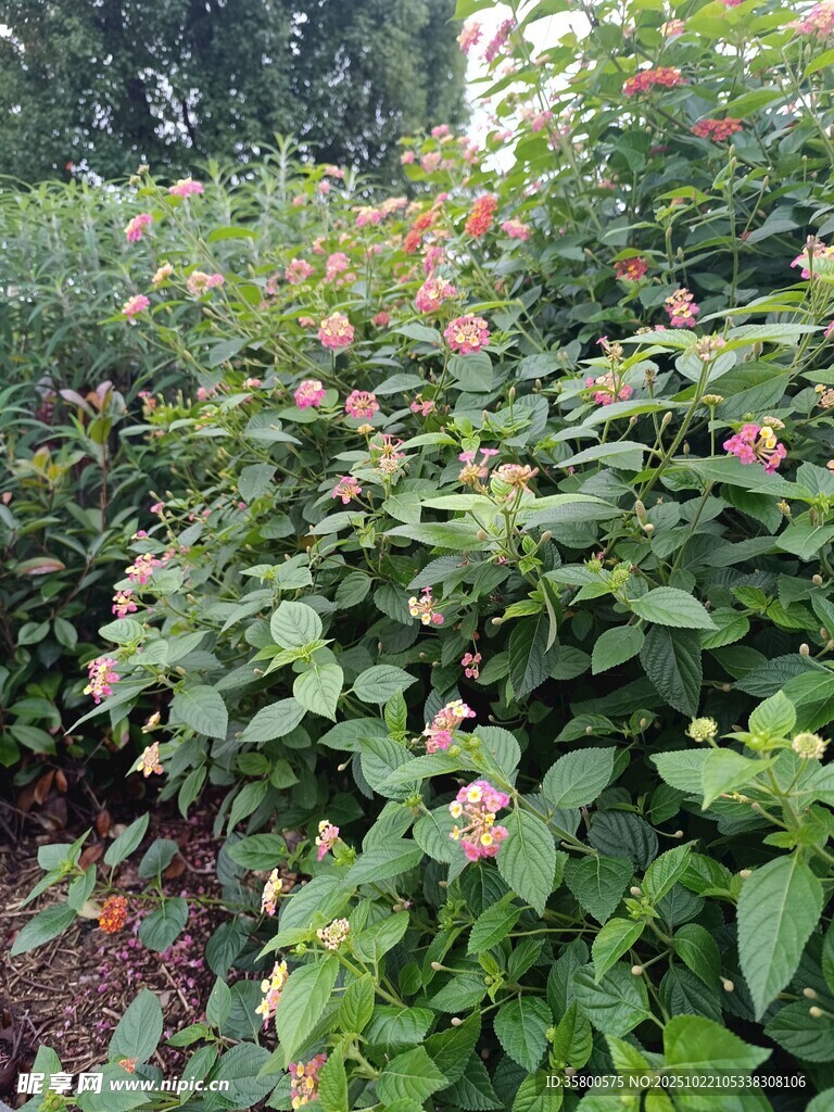 繁茂花丛中的绿植景观