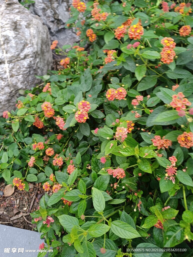 鲜艳橘色小花绽放绿植间