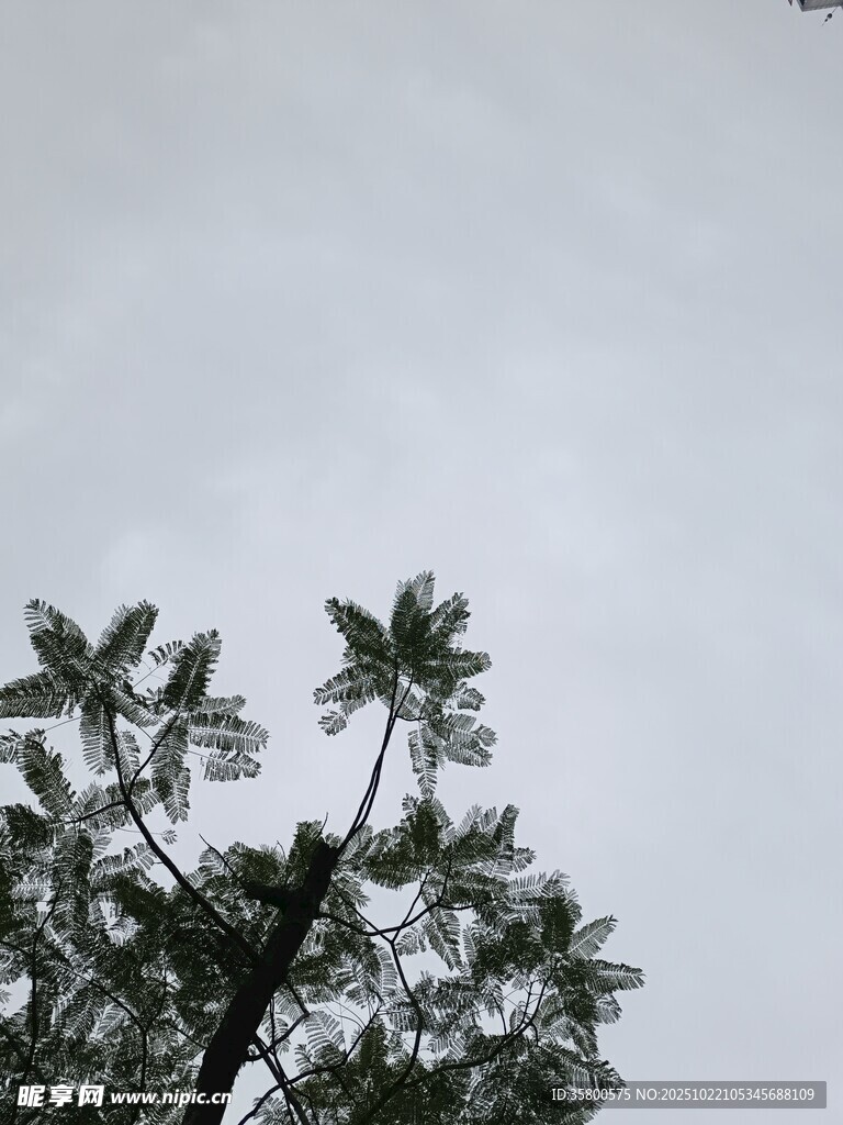 树梢之上的灰蒙天空