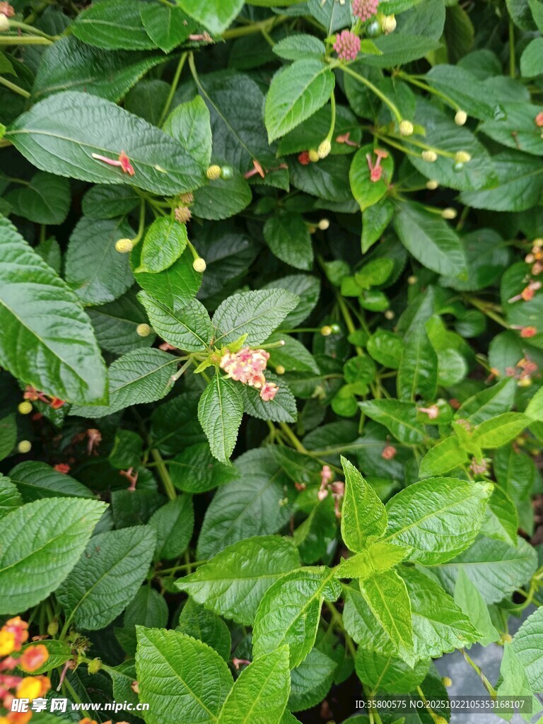 绿叶间的多彩植物景观