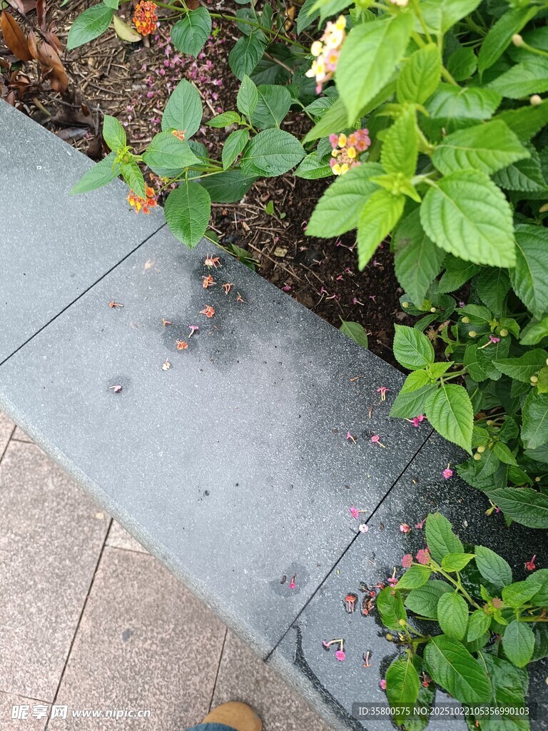 石板旁的绿植景致