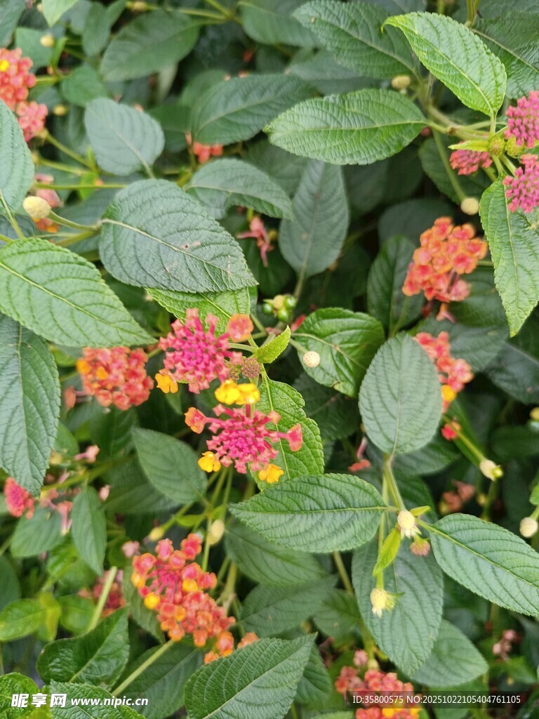 多彩花朵点缀绿叶间