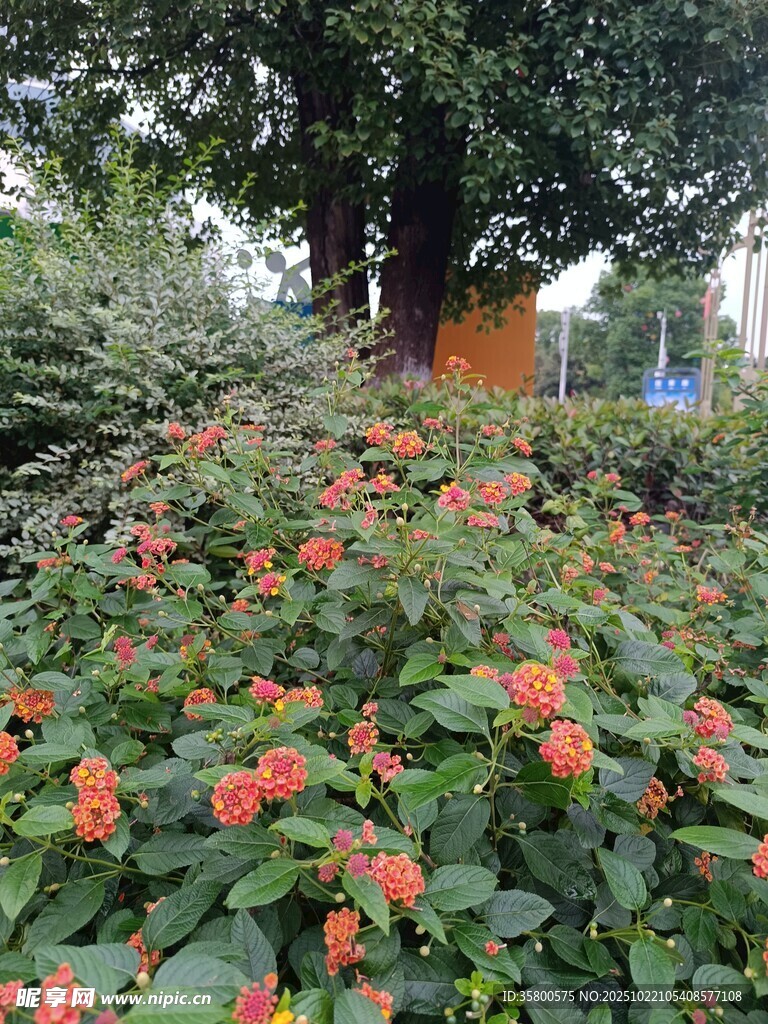 繁花盛开的绿植景观