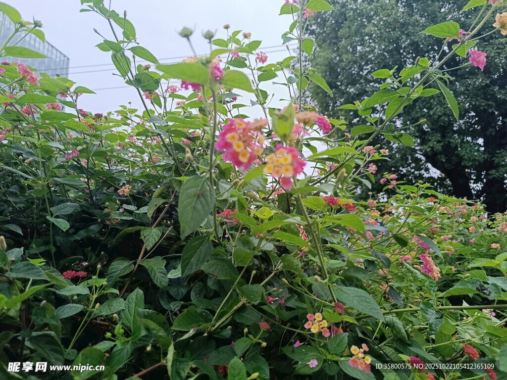 绿叶间绽放的娇艳花朵
