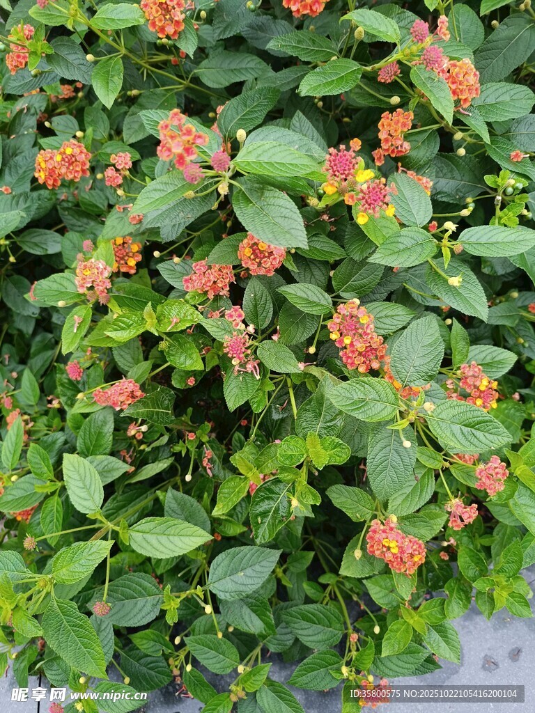 绿叶间的娇艳小红花