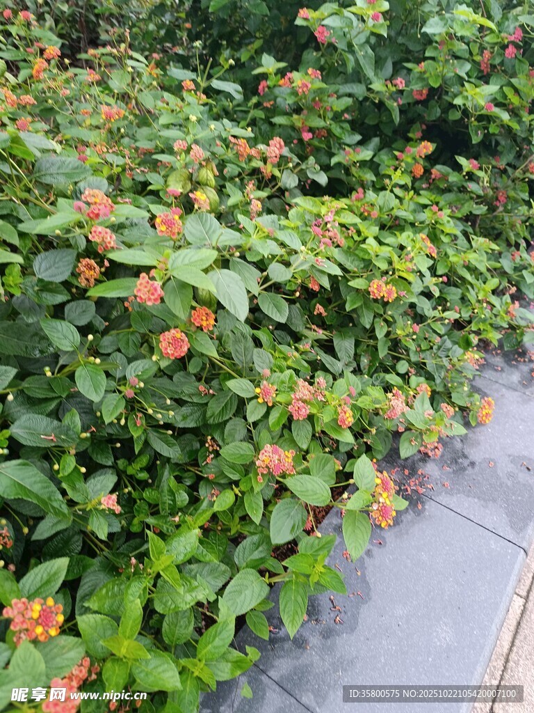 路边繁茂的绿植与红花