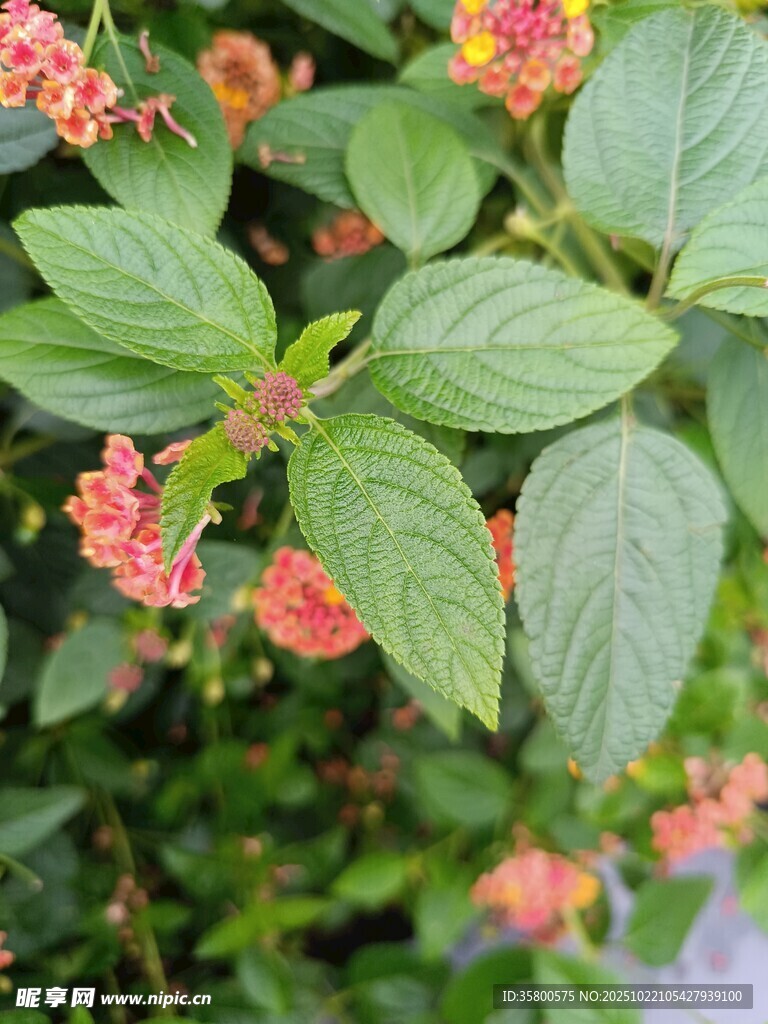 绿叶间的绚烂小花