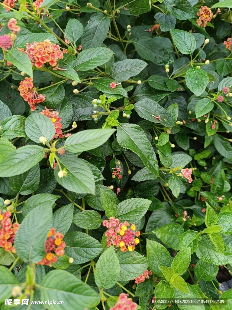 绿叶间的艳红小花