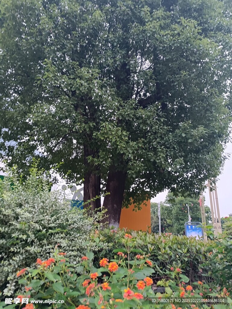 花园中的繁茂绿树与花卉