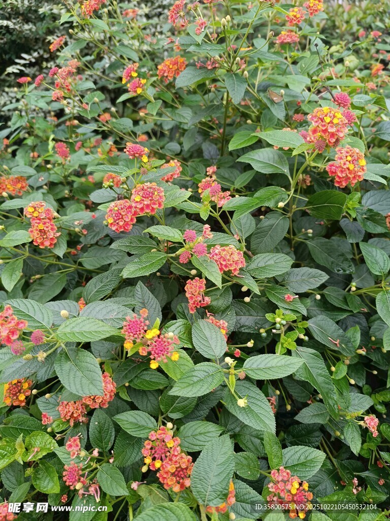 鲜艳花丛绿意间绽放