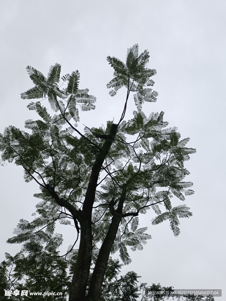 向上生长的茂盛树木