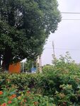 绿树繁花旁的宁静景致